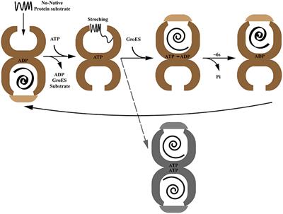 Chloroplast Chaperonin: An Intricate Protein Folding Machine for Photosynthesis